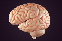 Craniofaringioma - conceito, causas, clínica, diagnóstico, tratamento e possíveis complicações Craniofaringioma - conceito, causas, clínica, diagnóstico, tratamento e possíveis complicações