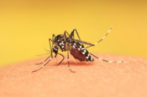 Dengue: saiba mais sobre a doen&ccedil;a e como preveni-la
