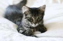 Doen&ccedil;a da arranhadura de gato