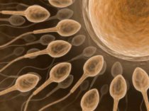 Insemina&ccedil;&atilde;o artificial: o que &eacute;? Como &eacute; realizada? Quem deve fazer? Quais s&atilde;o as complica&ccedil;&otilde;es poss&iacute;veis?
