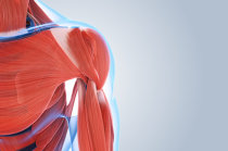 Les&otilde;es musculares: causas, tipos e mecanismos de recupera&ccedil;&atilde;o