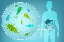 Microbioma intestinal humano