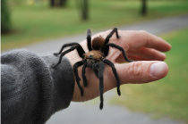 Picada de aranha - o que devemos saber?