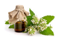 Plantas medicinais e fitoter&aacute;picos