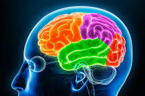 Prevenir o decl&iacute;nio cognitivo &eacute; poss&iacute;vel e come&ccedil;a muito antes dos primeiros sintomas