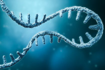 RNA mensageiro: como funciona, para que serve e por que revolucionou a medicina moderna RNA mensageiro: como funciona, para que serve e por que revolucionou a medicina moderna